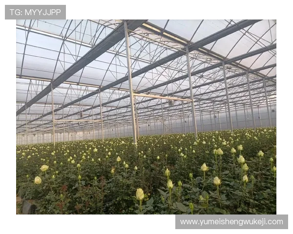 玫瑰国际：引领全球花卉产业的创新发展新趋势